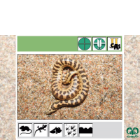 گونه کور مار تارتاری Tatar Sand Boa